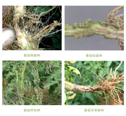 番茄病癥(422.387).png